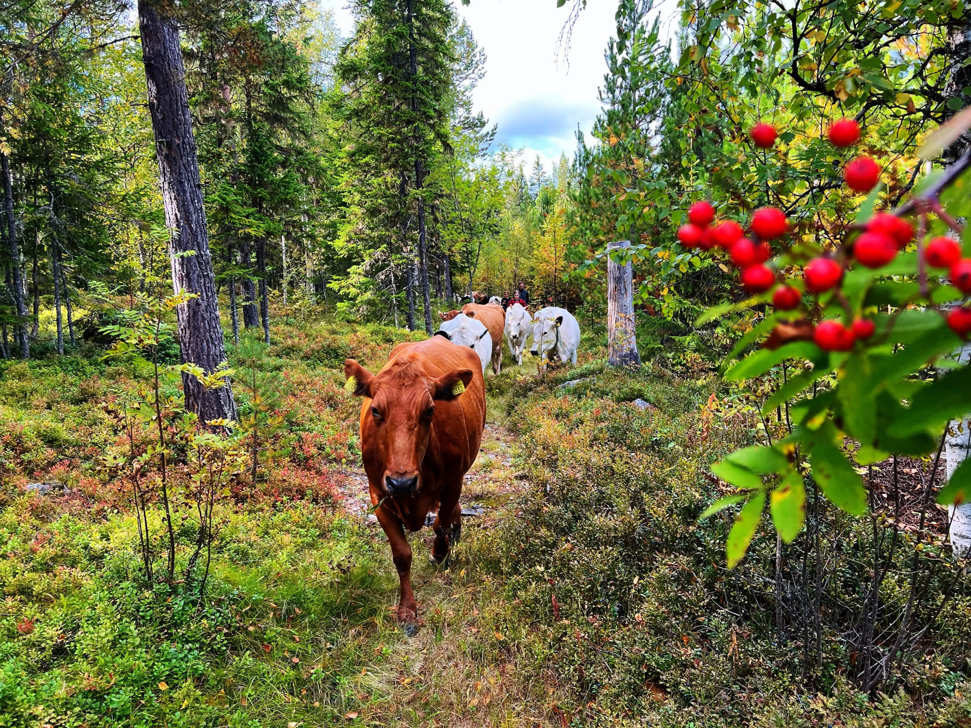 Kor på stig i skogen
