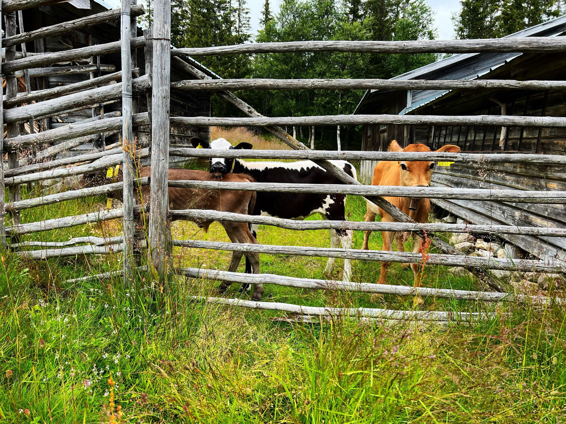 Ko vid en dimmig sjö i gryningen